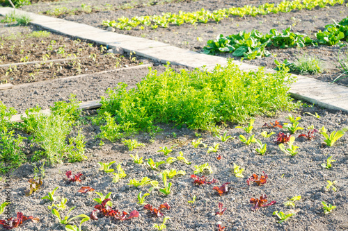 Fresh young green lettuce plants with other vetables in the background on a sunny vegetable garden patch photo