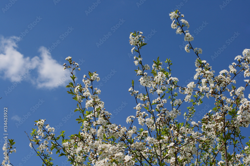 A nice colorful cherry tree in bloom and a blue sky A nice colorful cherry tree in bloom and a blue sky