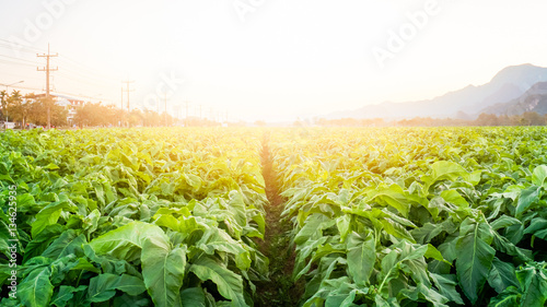 The tobacco field in the sunset time.