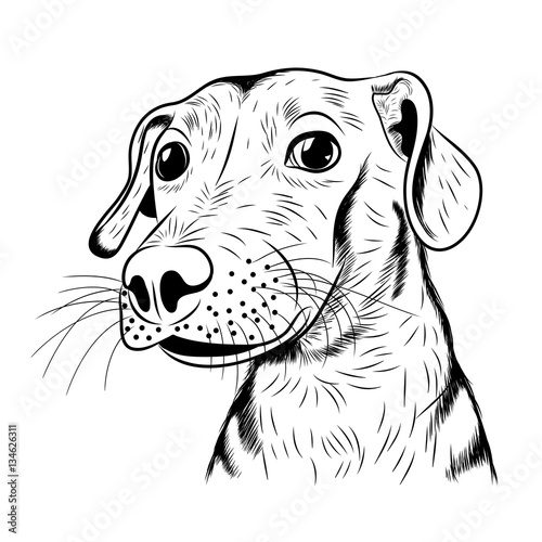 vector hand-drawn sketch portrait of a cute dog
