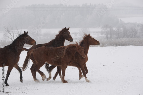 unstoppable  a group of young and wild horses running over snowy pasture