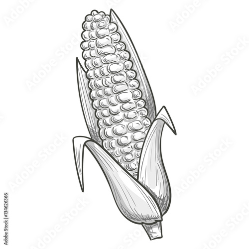Monochrome sketch style illustration of corn. Vector.