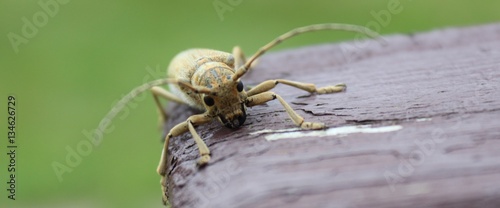 Bug Close Up