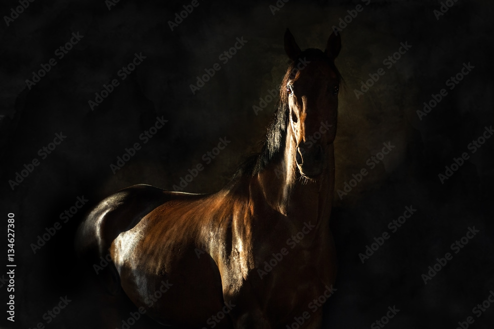 Naklejka premium Portret konia na białym tle na czarnym tle
