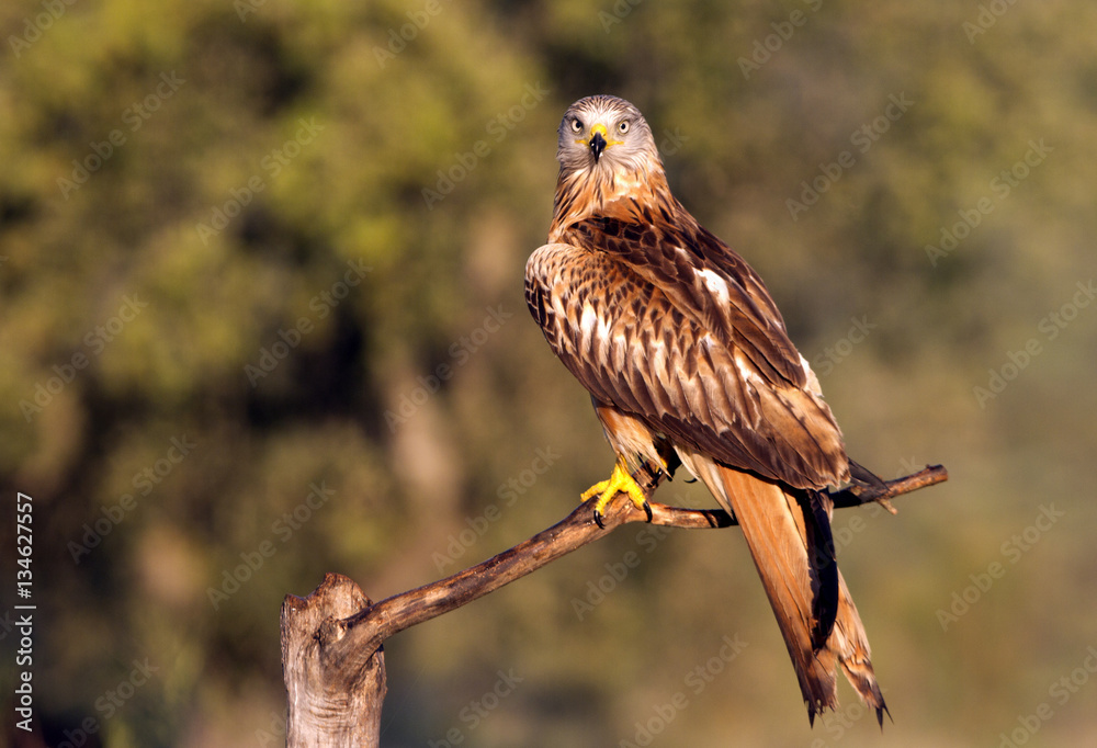 Fototapeta premium Adult of Red kite. Milvus milvus.