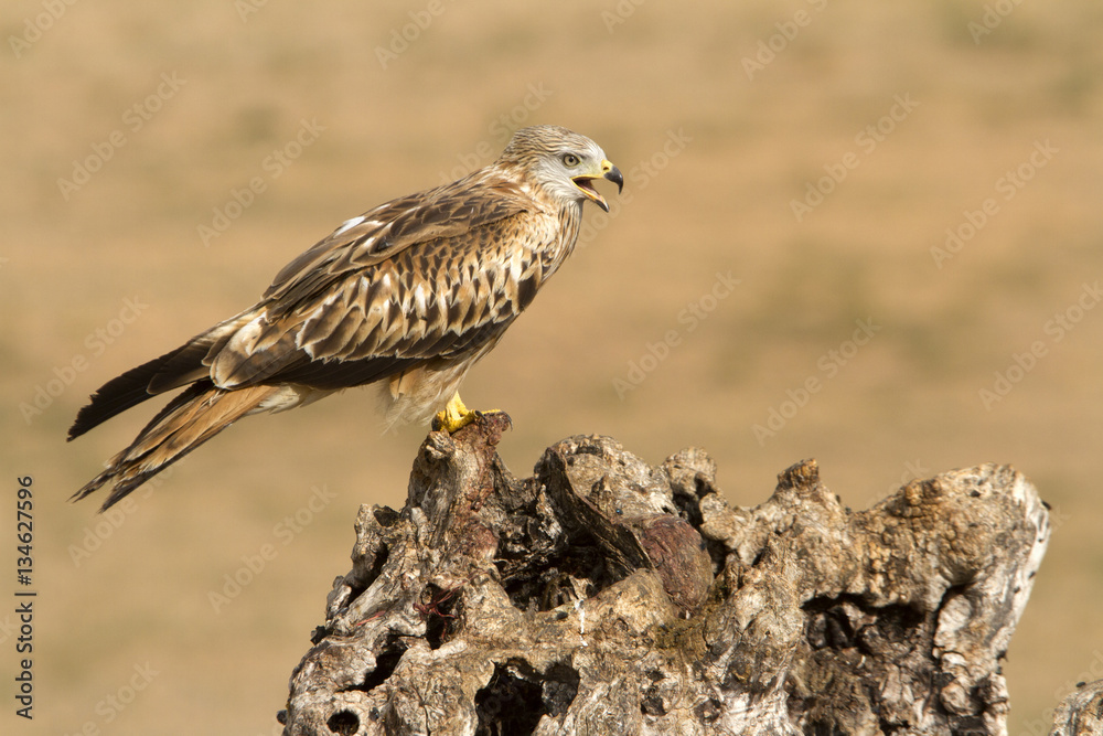 Young of Red kite fying. Milvus milvus.
