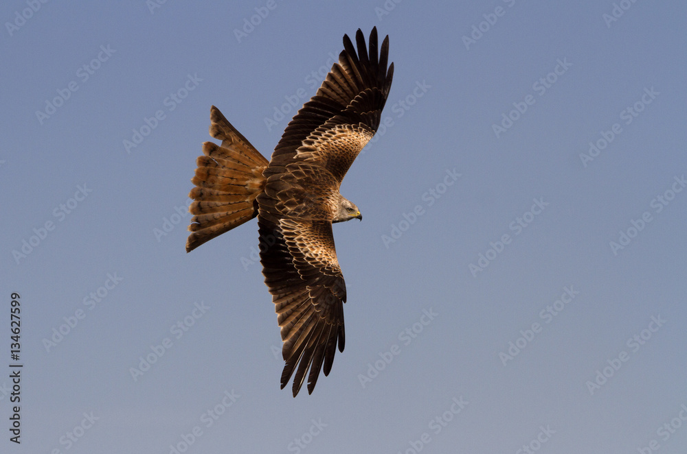 Fototapeta premium Adlult of Red kite fying. Milvus milvus.