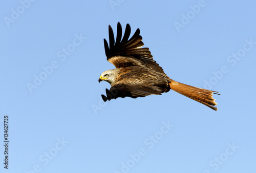 Adlult of Red kite fying. Milvus milvus. photo