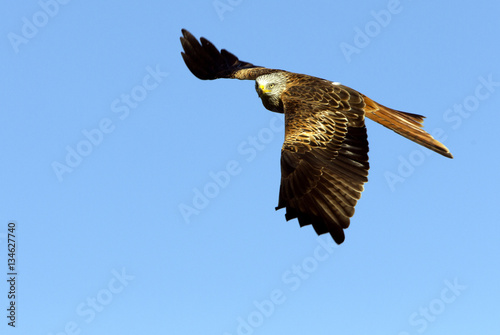 Adlult of Red kite fying. Milvus milvus.