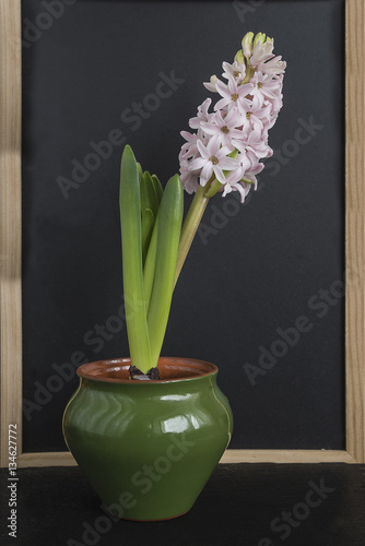 spring concemt/blooming hyacinth in a pot on slate background photo