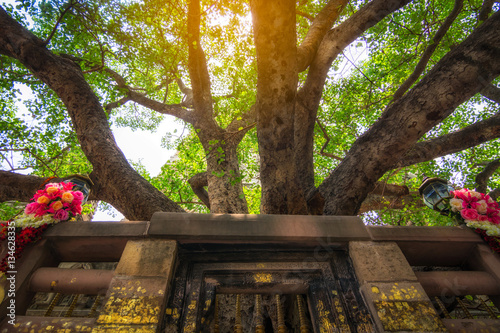  Bodh Gaya is the place where Gautama Buddha is said to have obtained Enlightenment. photo