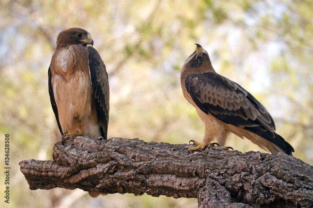 Two-month-old male and female of Booted eagle. Pale morph. Aquila pennata