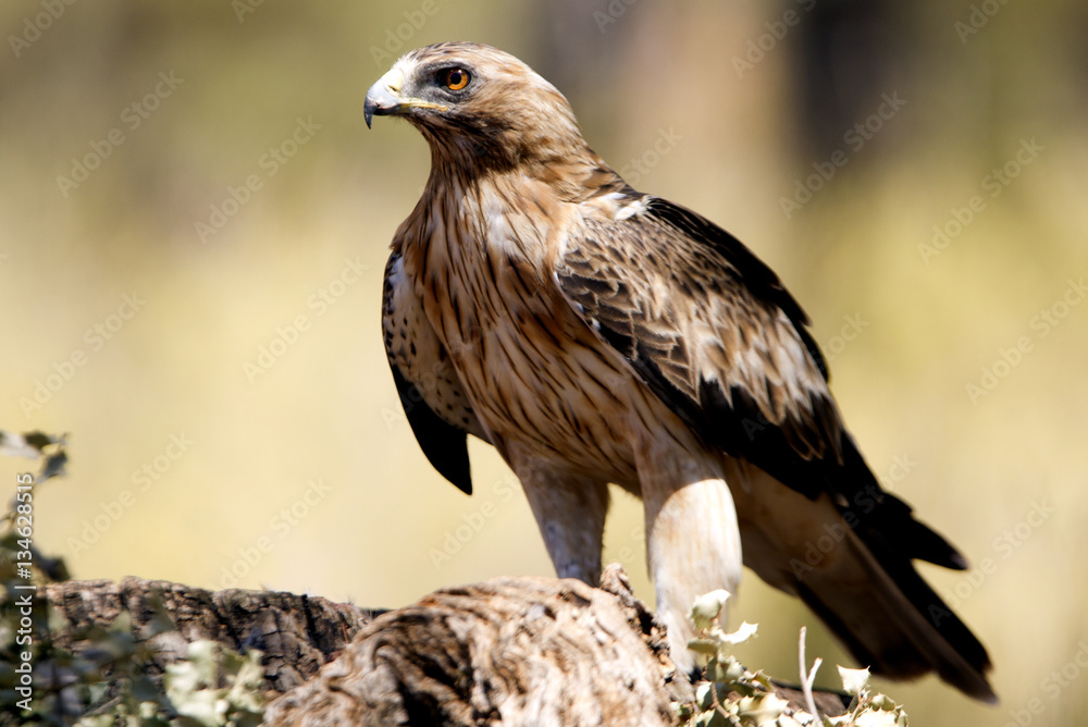 Adult male of Booted eagle. Pale morph . Aquila pennata Adult male of Booted eagle. Pale morph . Aquila pennata