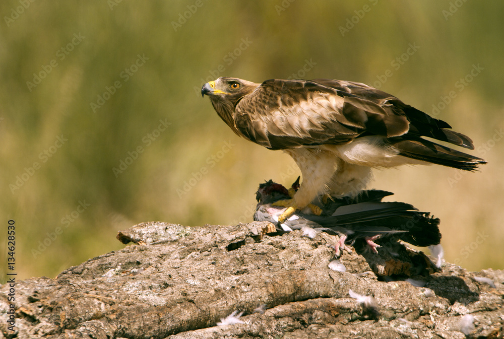 Adult male of Booted eagle. Pale morph . Aquila pennata Adult male of Booted eagle. Pale morph . Aquila pennata