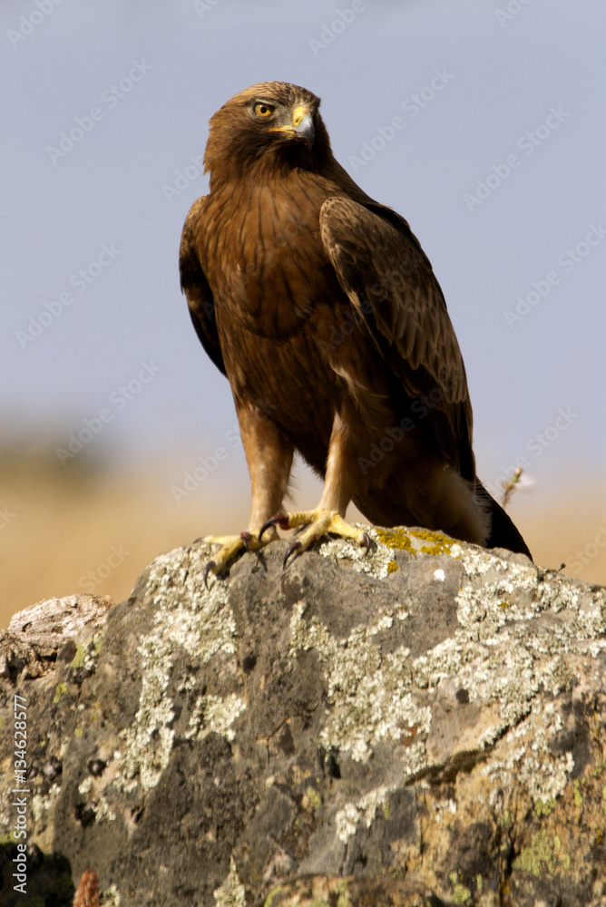 Fototapeta premium Adult male of Booted eagle. dark morph . Aquila pennata