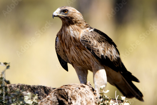 Adult male of Booted eagle. Pale morph . Aquila pennata