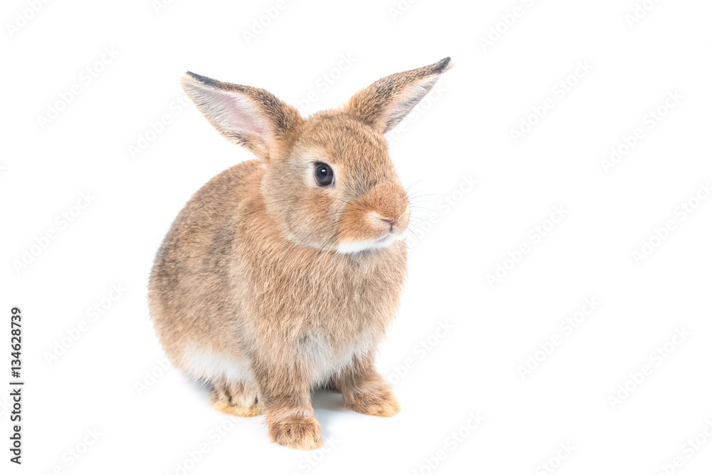 Obraz premium Short hair adorable baby rabbit on white background