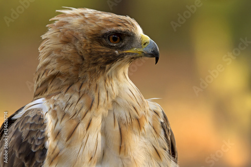 Adult male of Booted eagle. Pale morph . Aquila pennata