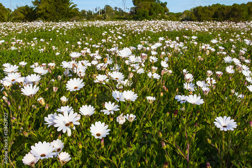 Fototapeta Naklejka Na Ścianę i Meble -  Close-up of field of hundreds of white daisies