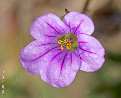 Pink Flower, purple veins, yellow pollinated stamen