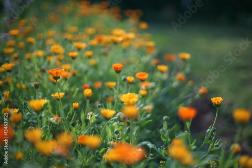 Calendula blossoms.