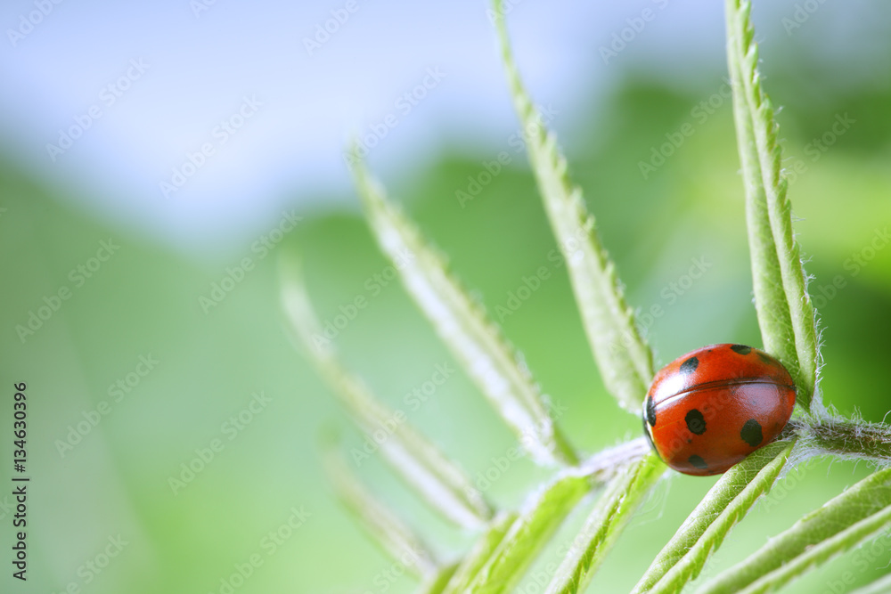 red ladybug on green leaf, ladybird creeps on stem of plant in s red ladybug on green leaf, ladybird creeps on stem of plant in s