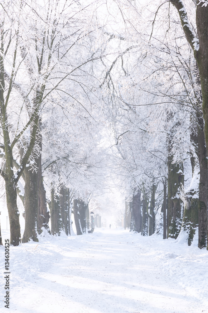 Naklejka premium Hellbrunner Allee im Winter