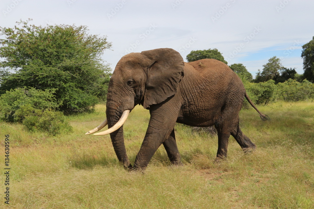 Obraz premium Elephants
