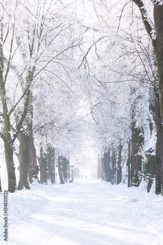 Hellbrunner Allee im Winter © serkat Photography