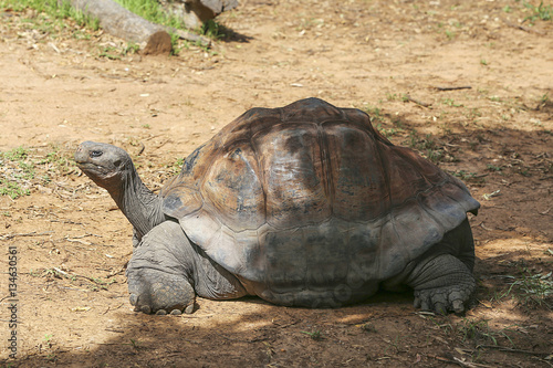 Żółw Galapagos