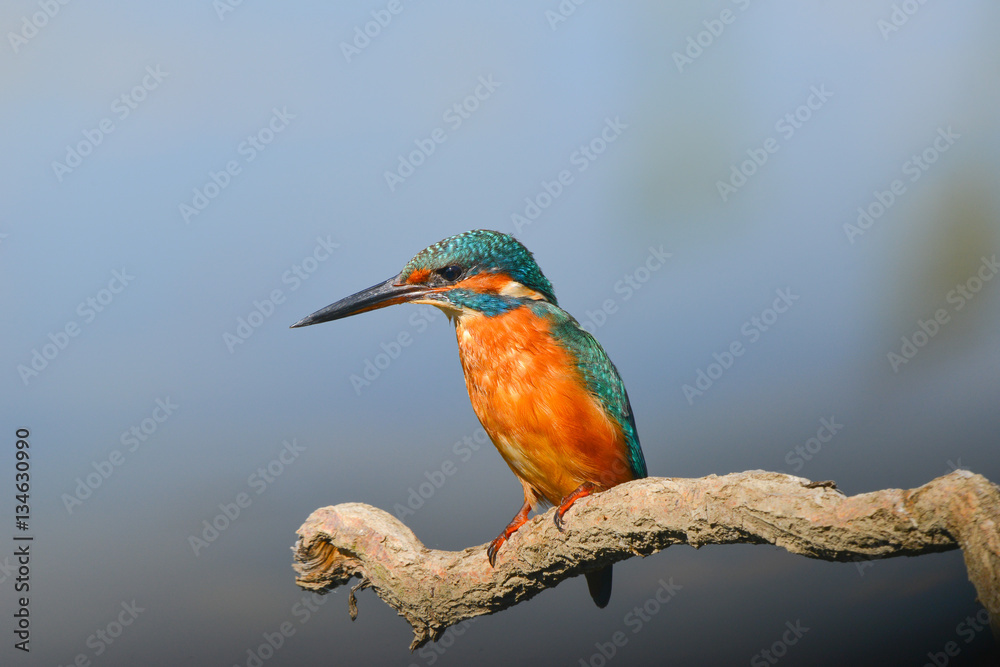 Martin Pescatore (Alcedo Atthis) Martin Pescatore (Alcedo Atthis)