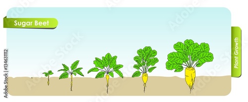 Есо Sugar Beet grows from the seed stage plant growing