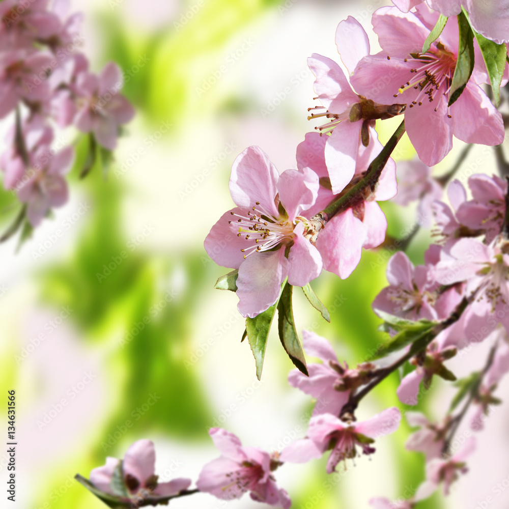 Peach blossoms. Close-up. Nature awoke. Background. Peach blossoms. Close-up. Nature awoke. Background.