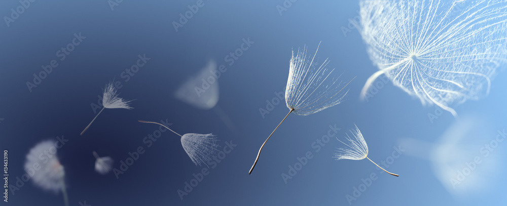 Obraz premium latające nasiona mniszka lekarskiego na niebieskim tle