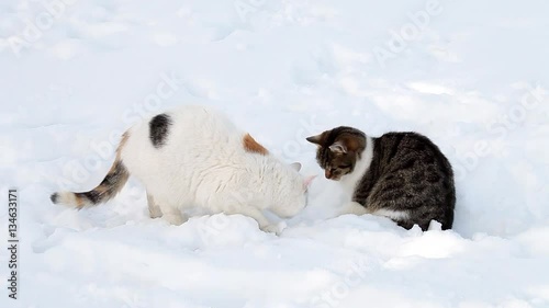 Two cats in the snow in winter 