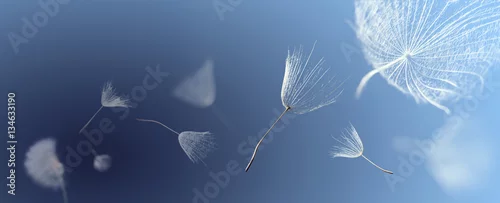 Panel kuchenny z motywem flying dandelion seeds on a blue background