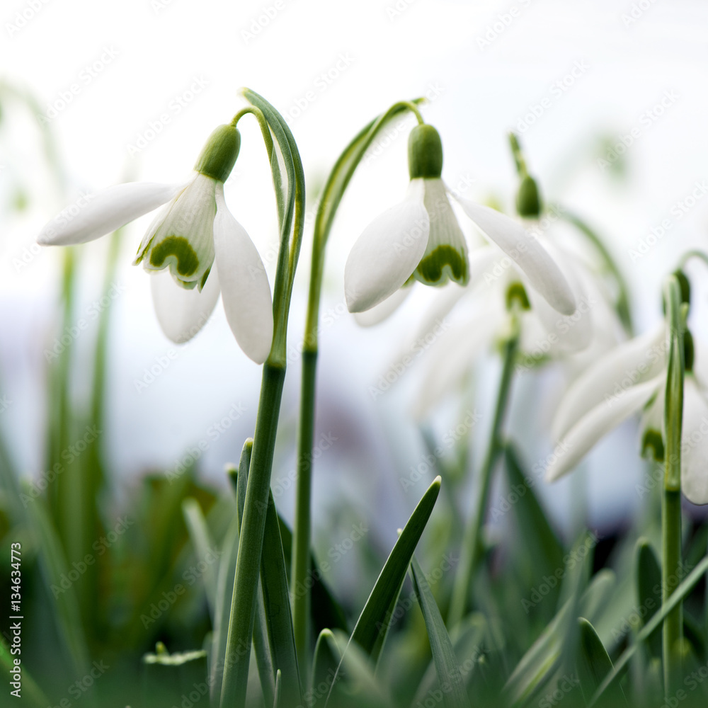 Snowdrop flowers Snowdrop flowers