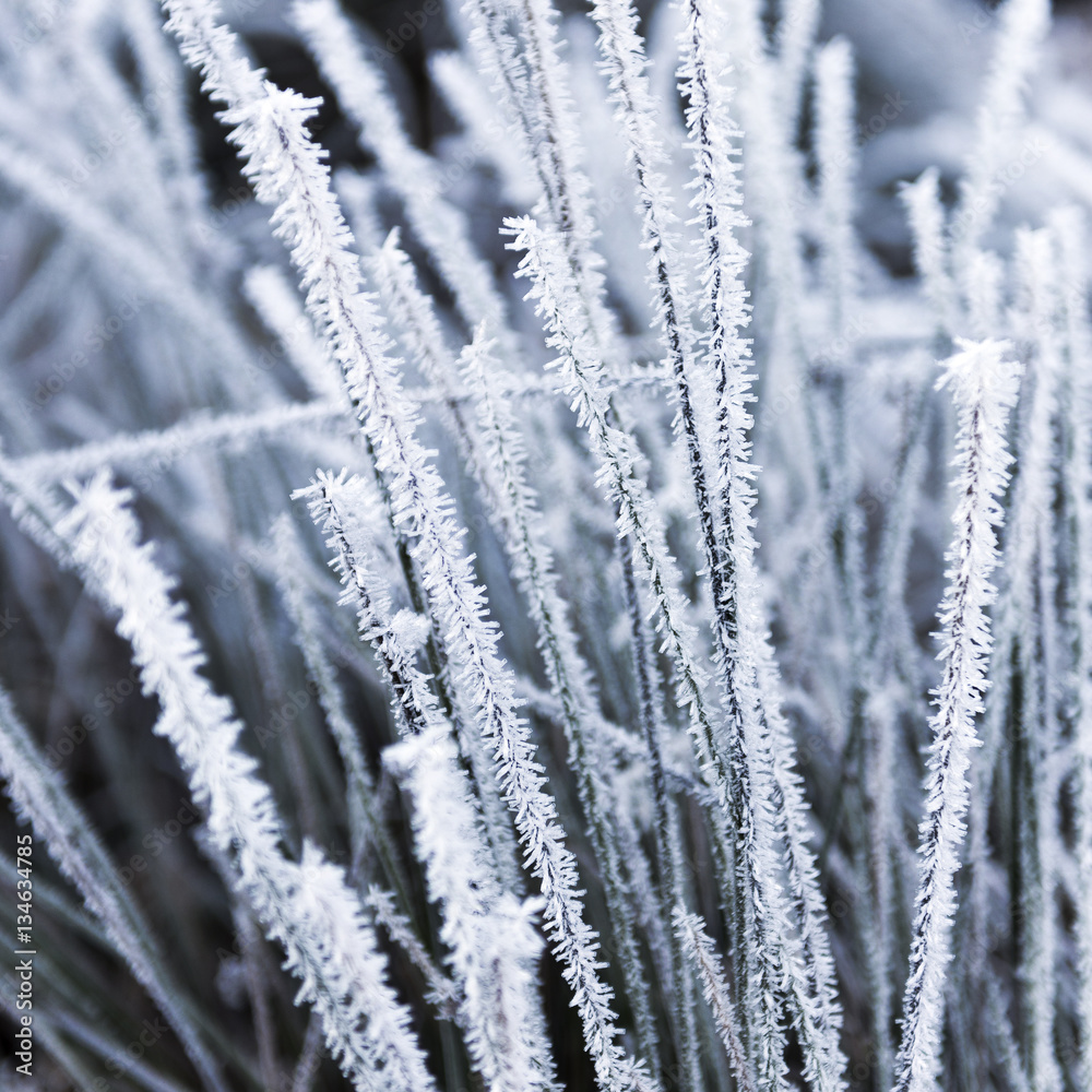 Hoarfrost on grass Hoarfrost on grass