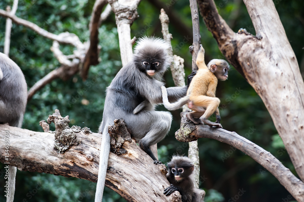 Fototapeta premium Mother and baby Dusky leaf monkey, Spectacled Langur in Thailand