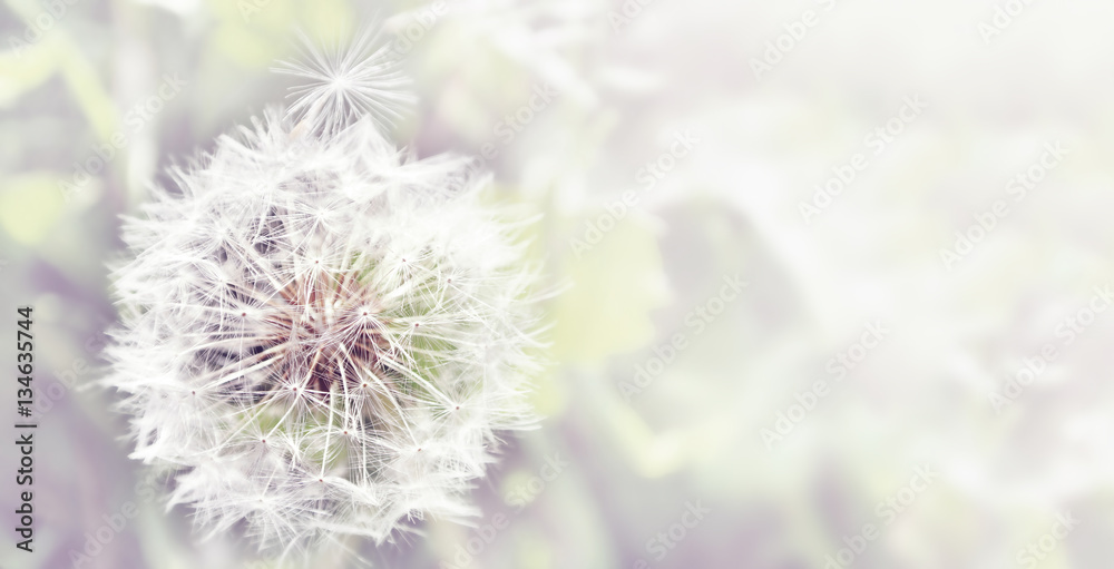 Obraz premium Dandelion zamyka up na naturalnym tle. Kwiat mniszka lekarskiego na letniej łące