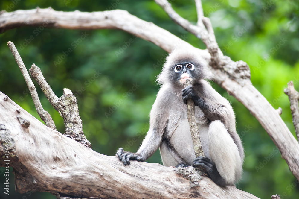 Obraz premium Dusky leaf monkey, Spectacled Langur in Thailand