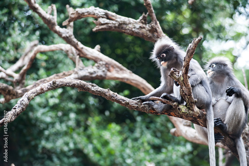 Dusky leaf monkey, Spectacled Langur in Thailand