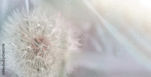 Dandelion close up on natural background. Dandelion flower on summer meadow 