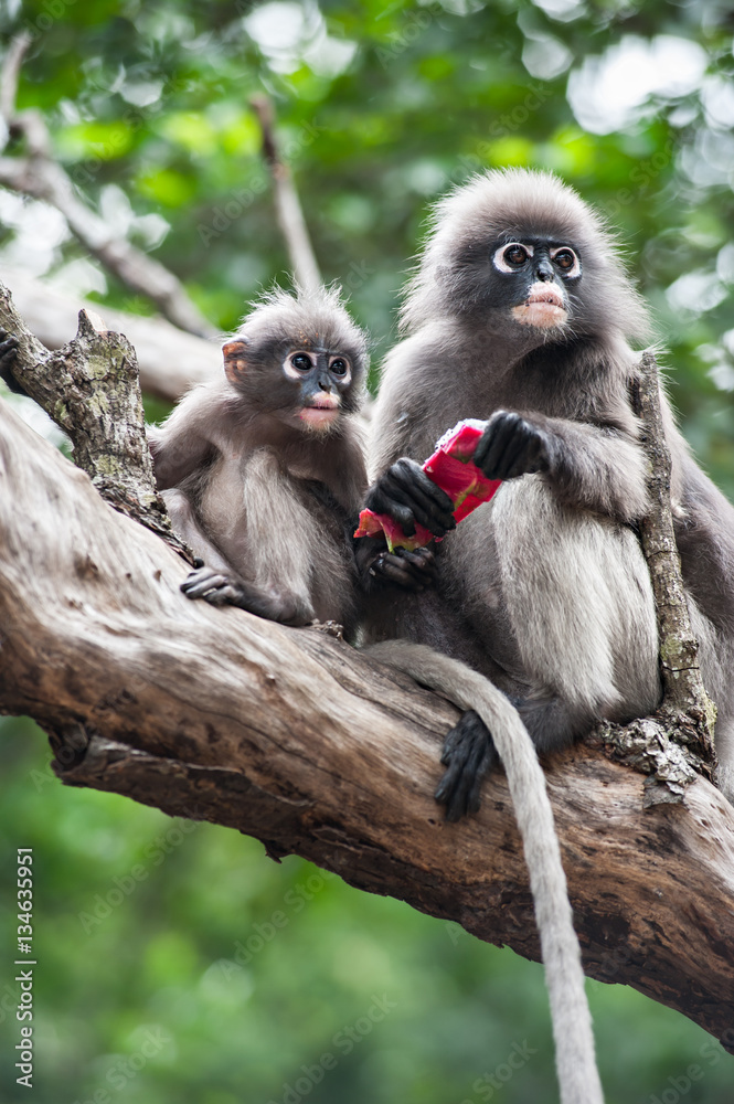 Dusky leaf monkey, Spectacled Langur in Thailand Dusky leaf monkey, Spectacled Langur in Thailand