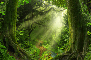 Papier peint photo Jungle Feuilles tropicales jungle verte dense  © quickshooting
