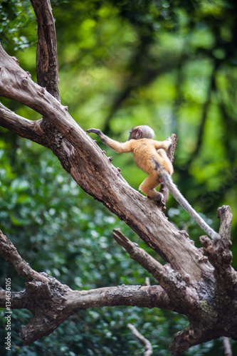 Golden fur baby Dusky leaf monkey  Spectacled Langur playing and jumping on tree top  southern of Thailand