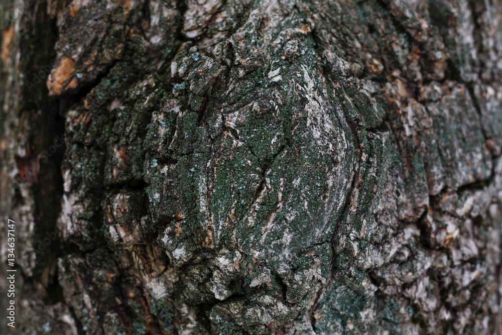 The railroad line at sunrise old tree bark with a circular texture of an The railroad line at sunrise old tree bark with a circular texture of an