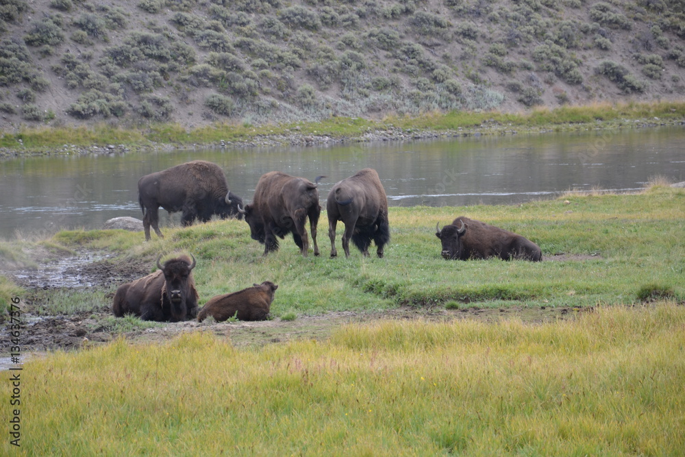 Bisonti allo stato brado nello Yellowstone National park in Wyoming Bisonti allo stato brado nello Yellowstone National park in Wyoming