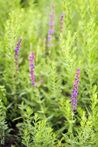 Green spring grass lavender flower