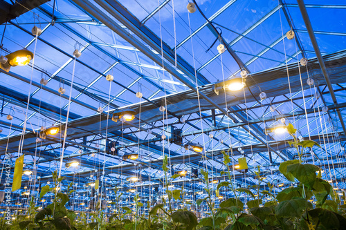 Plants in greenhouse. Cucumber plants growing